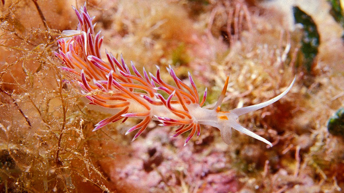 flabellina