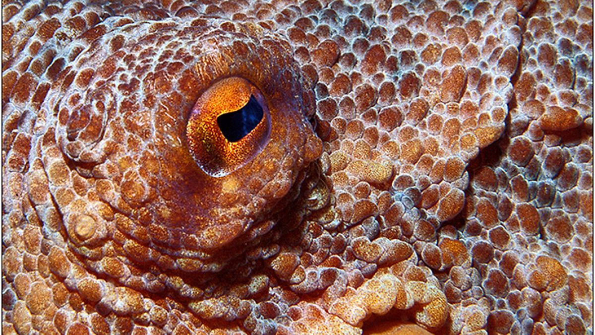 pulpo