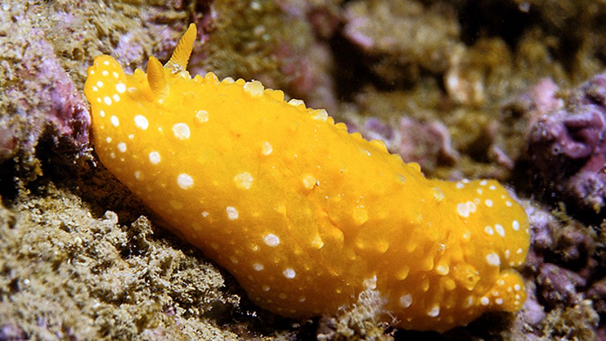 hypselodoris elegans