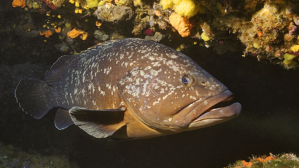 epinephelus marginatus