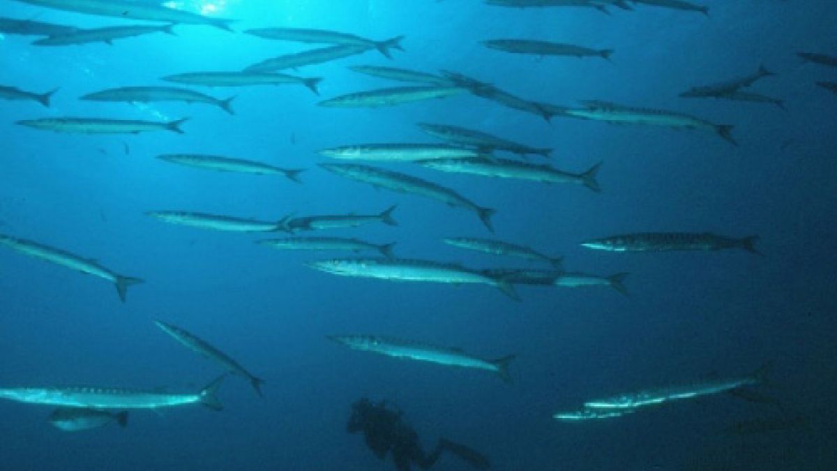 espeton/espet/brochet de mer/baracuda/barracuda